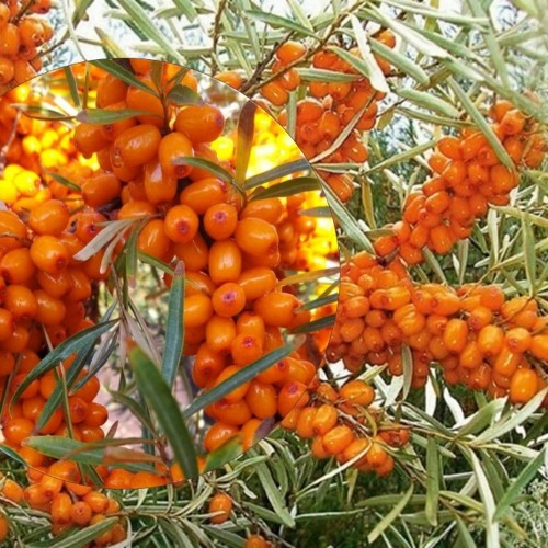 Hippophae rhamnoides 'Botanitšeskaja Aromatnaja' - Harilik astelpaju 'Botanitšeskaja Aromatnaja' C1/1L